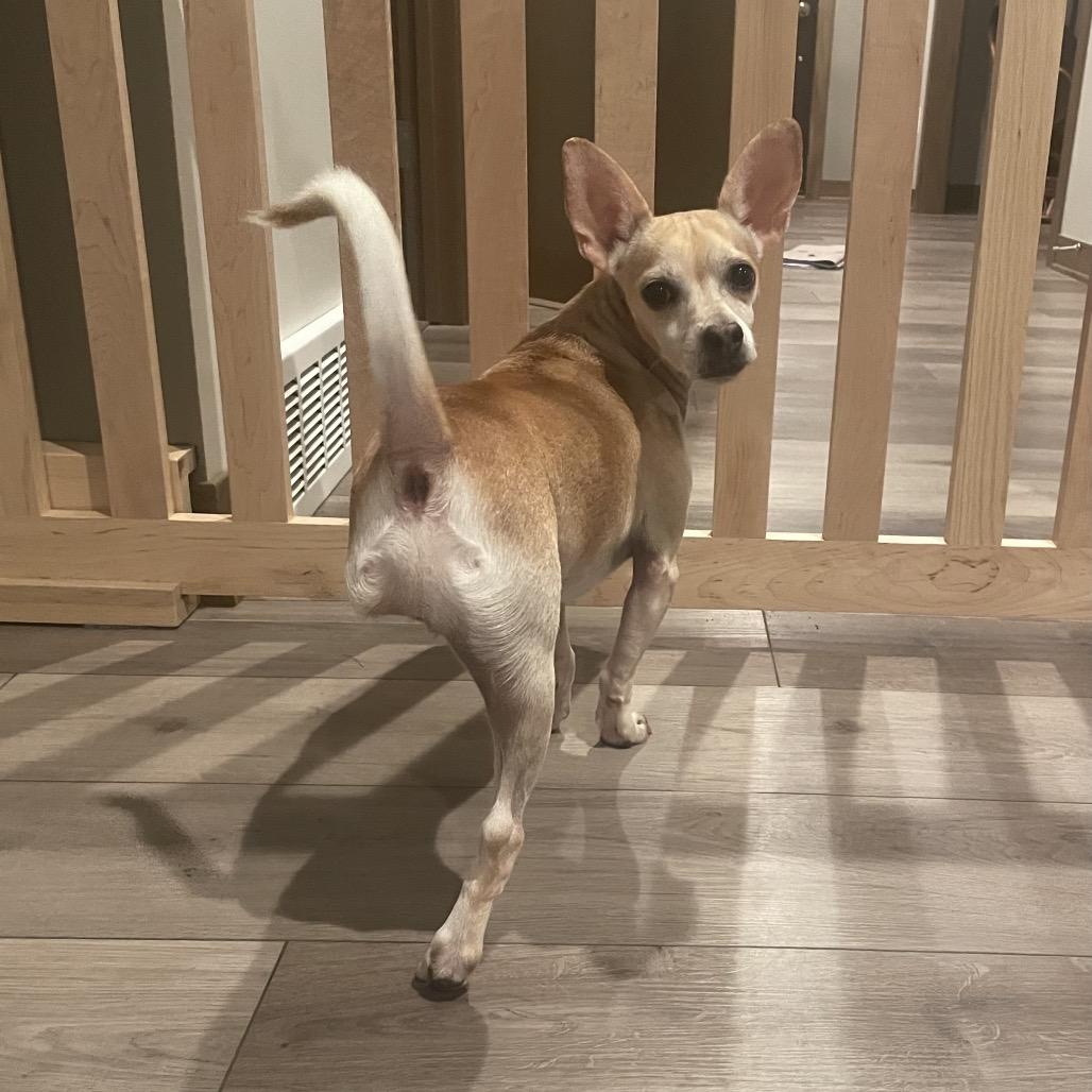 Enlarge Fred (Tripod), a Adoptable mixed breed in Alma, WI image 5/6