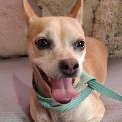 Enlarge Fred (Tripod), a Adoptable mixed breed in Alma, WI image 6/6