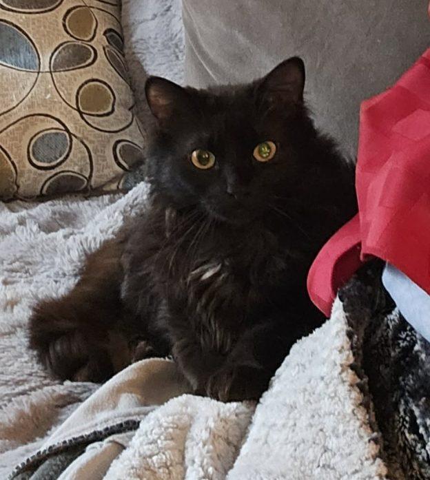 Bunny, adopted, Young Female Domestic Long Hair.