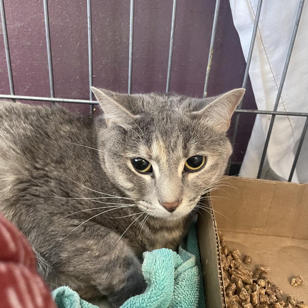 Enlarge Wednesday, a Adoptable Domestic Short Hair in Branson, MO image 1/6