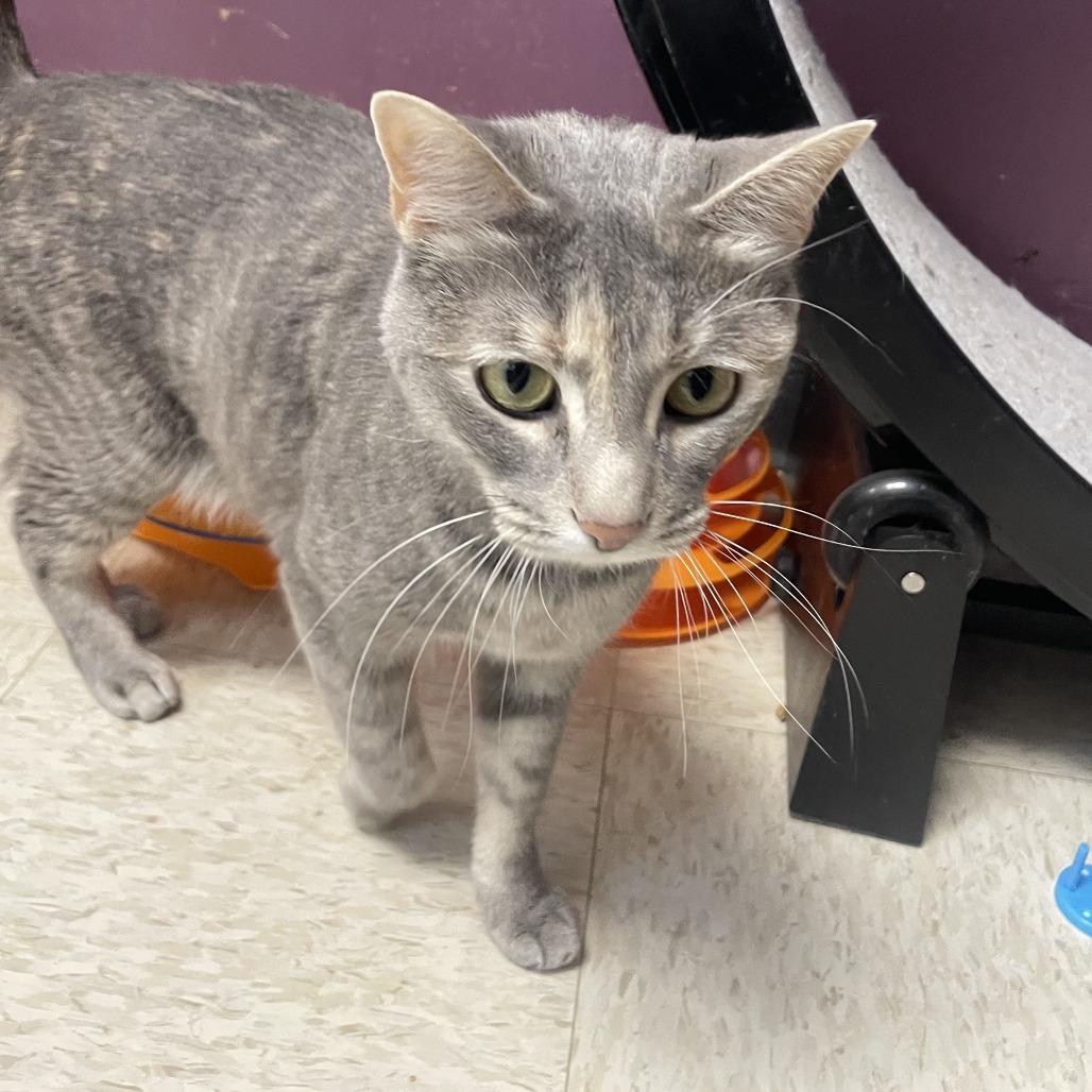 Enlarge Wednesday, a Adoptable Domestic Short Hair in Branson, MO image 2/6