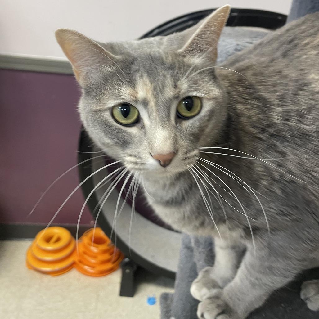 Enlarge Wednesday, a Adoptable Domestic Short Hair in Branson, MO image 3/6