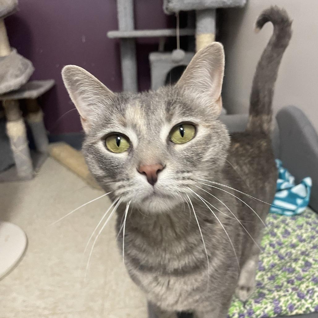 Enlarge Wednesday, a Adoptable Domestic Short Hair in Branson, MO image 4/6