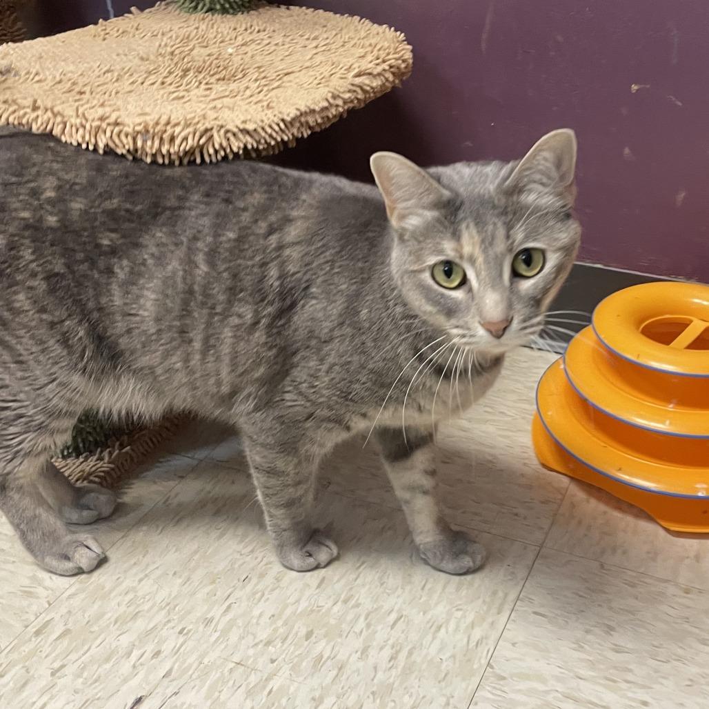 Enlarge Wednesday, a Adoptable Domestic Short Hair in Branson, MO image 5/6
