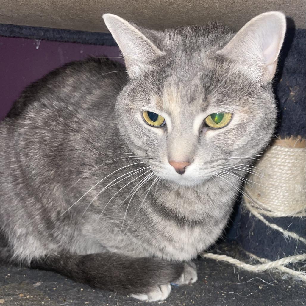 Enlarge Wednesday, a Adoptable Domestic Short Hair in Branson, MO image 6/6