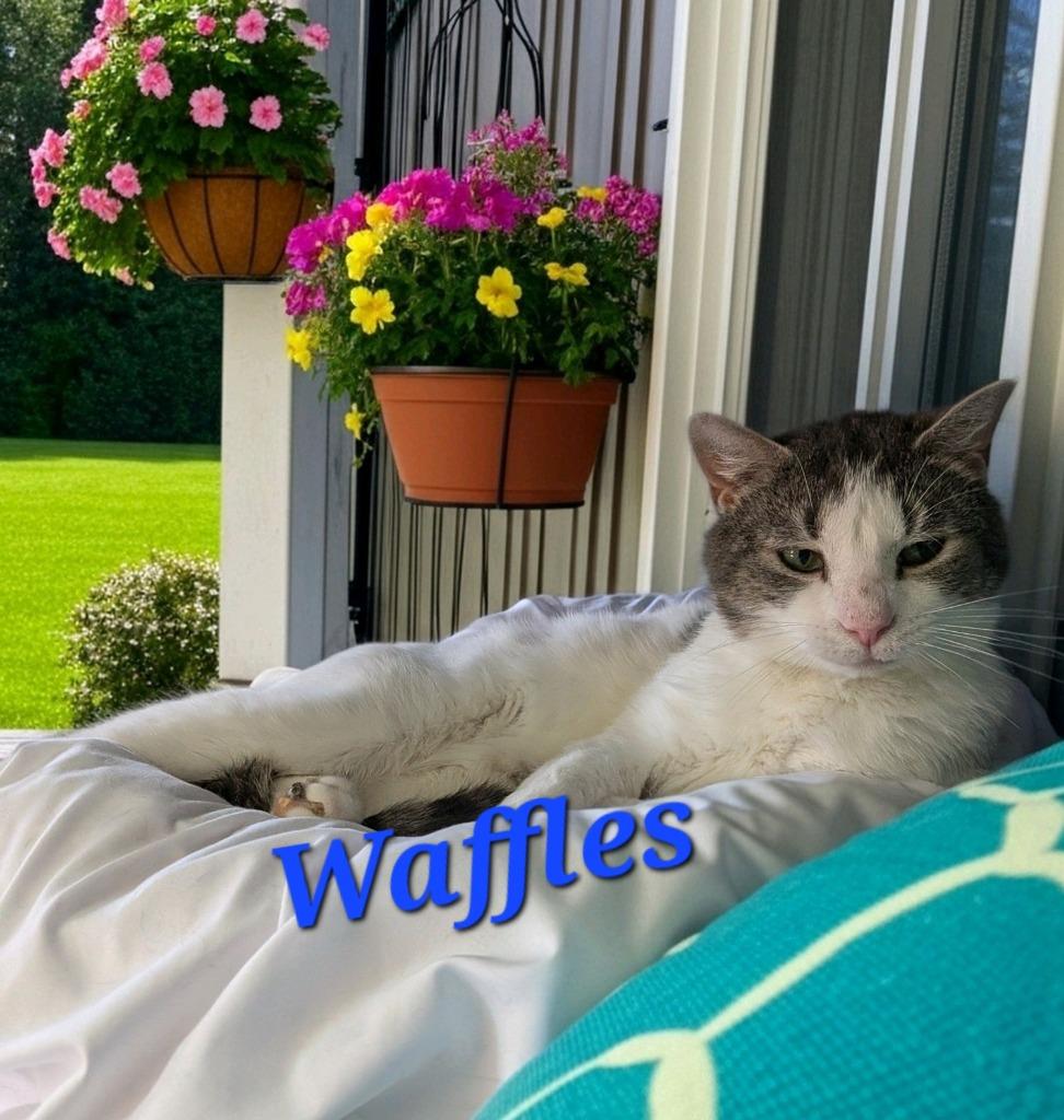 Waffles, Adoptable, Adult Male Domestic Short Hair.