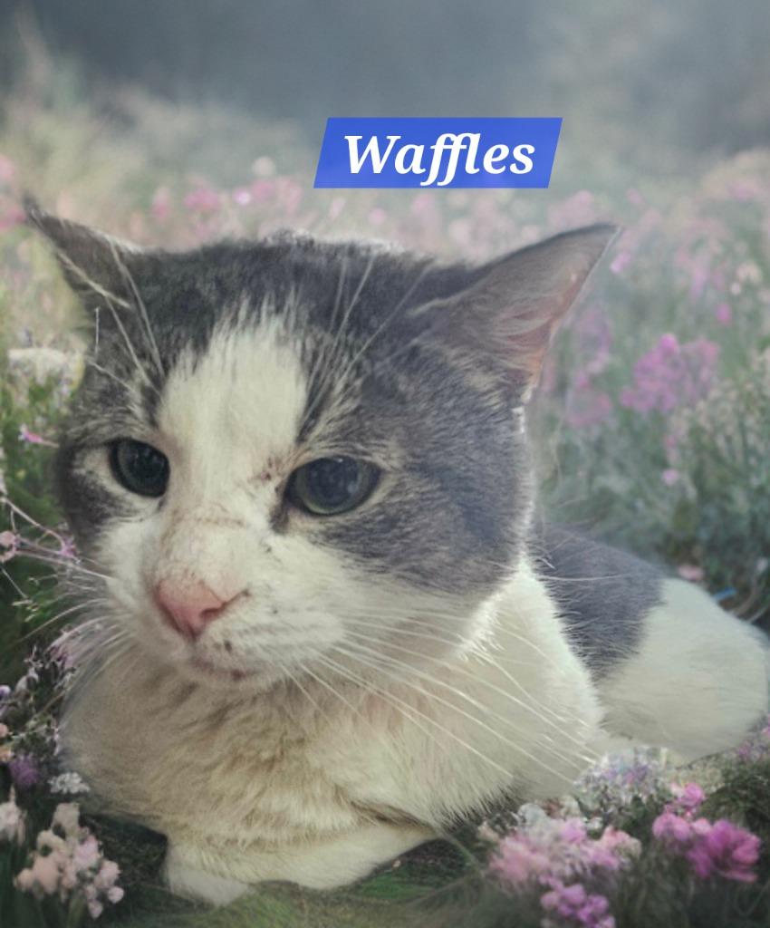 Enlarge Waffles, a Adoptable mixed breed in Jim Thorpe, PA image 2/2