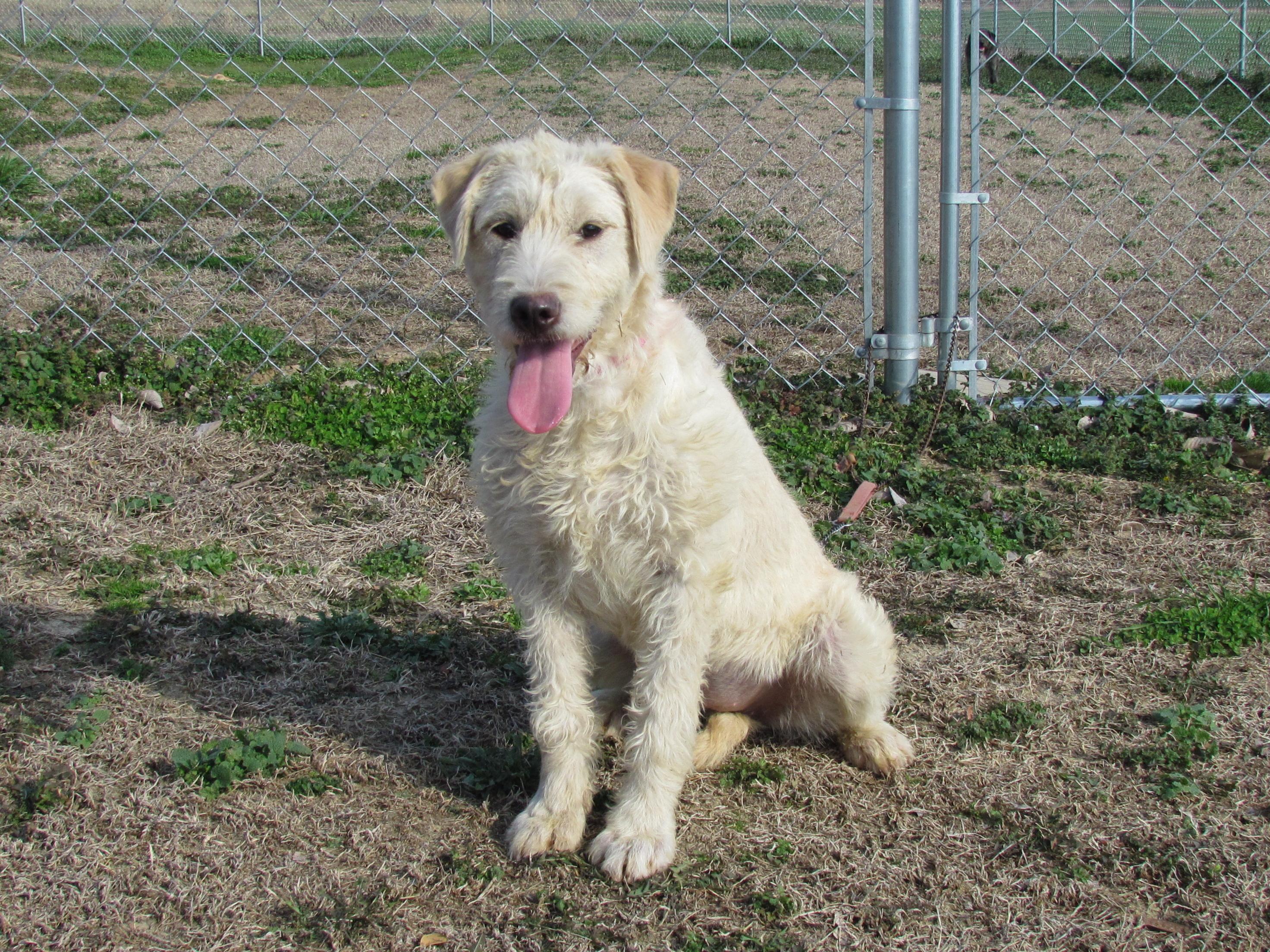 LACIE, adopted, Puppy Female Labradoodle.