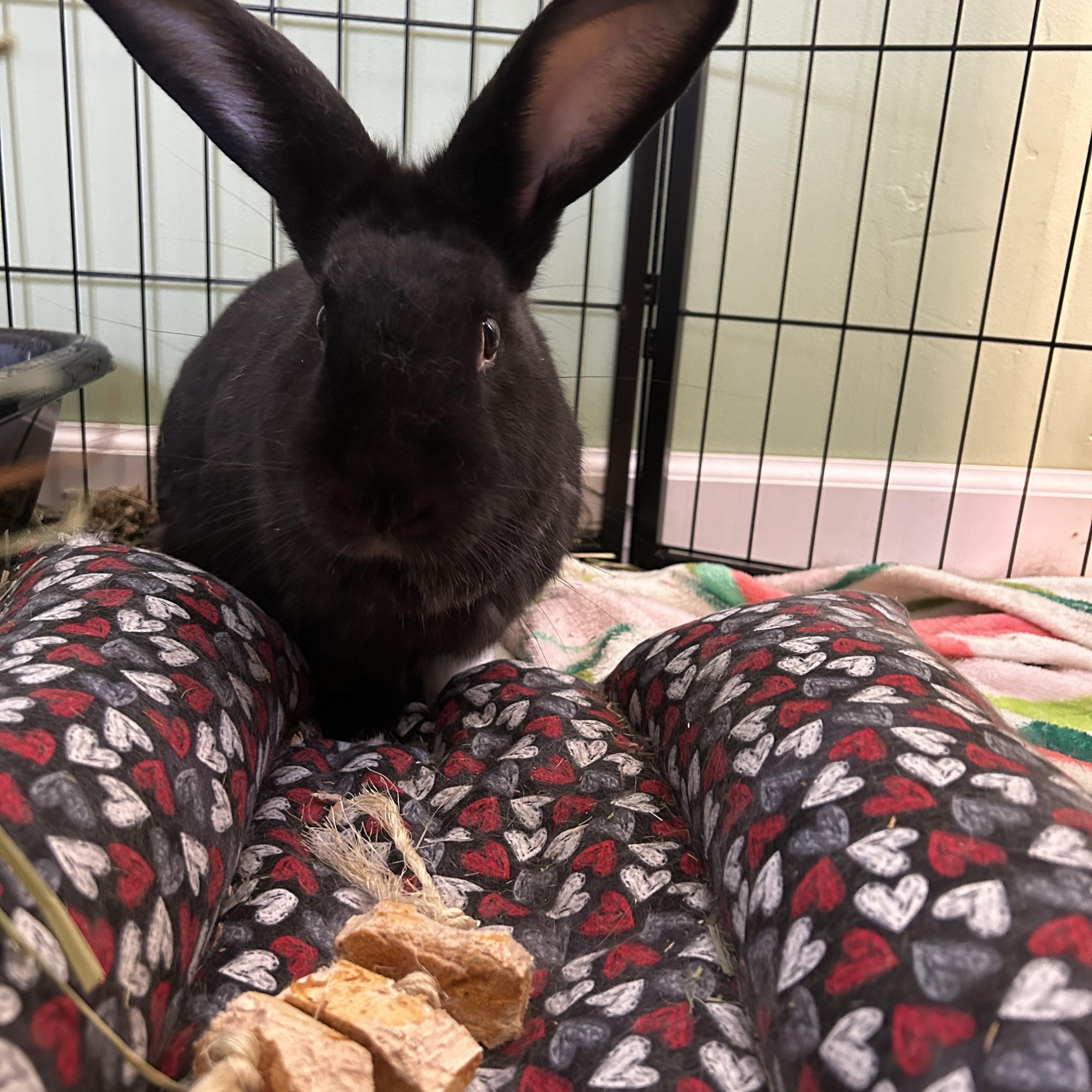 Enlarge Penguin, a ADOPTABLE mixed breed in Stafford Springs, CT image 1/2