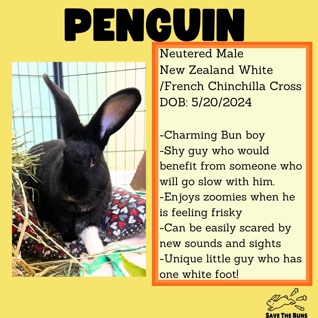 Enlarge Penguin, a ADOPTABLE mixed breed in Stafford Springs, CT image 2/2