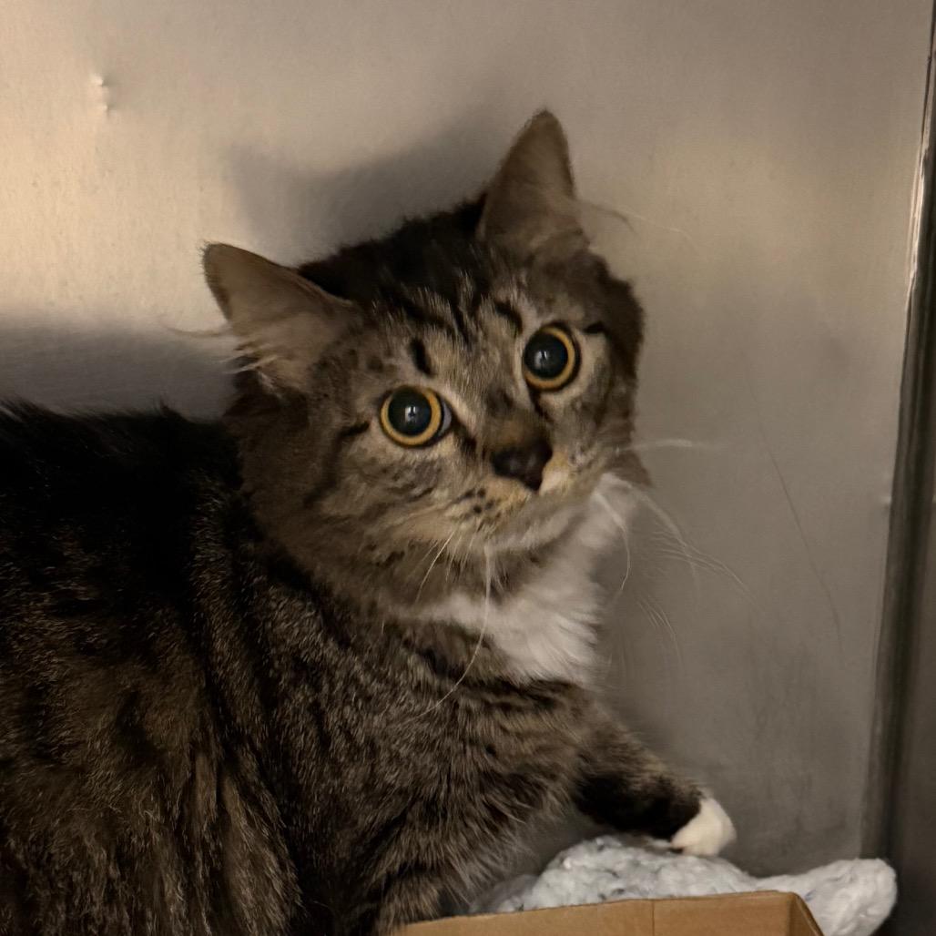 Enlarge Dallas, a Adoptable Domestic Short Hair in Troy, VA image 1/2