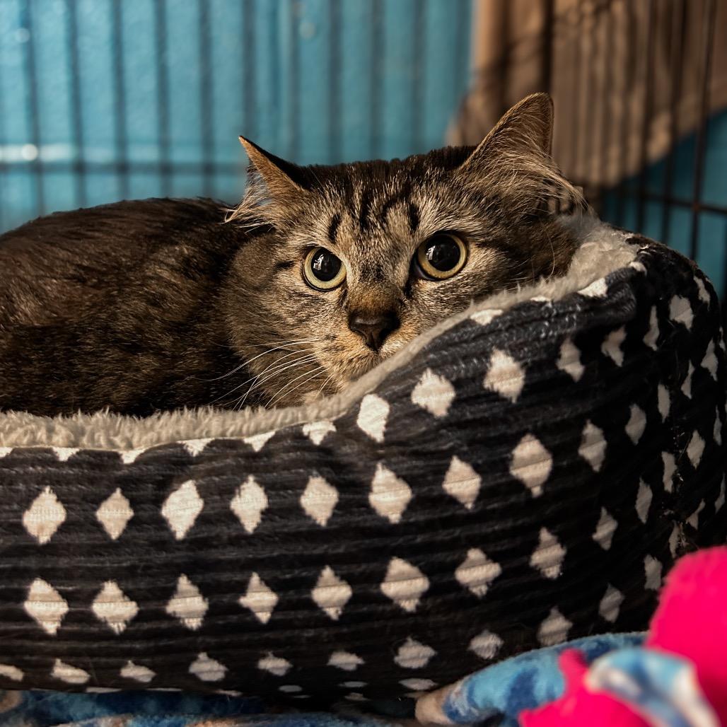 Enlarge Dallas, a Adoptable Domestic Short Hair in Troy, VA image 2/2