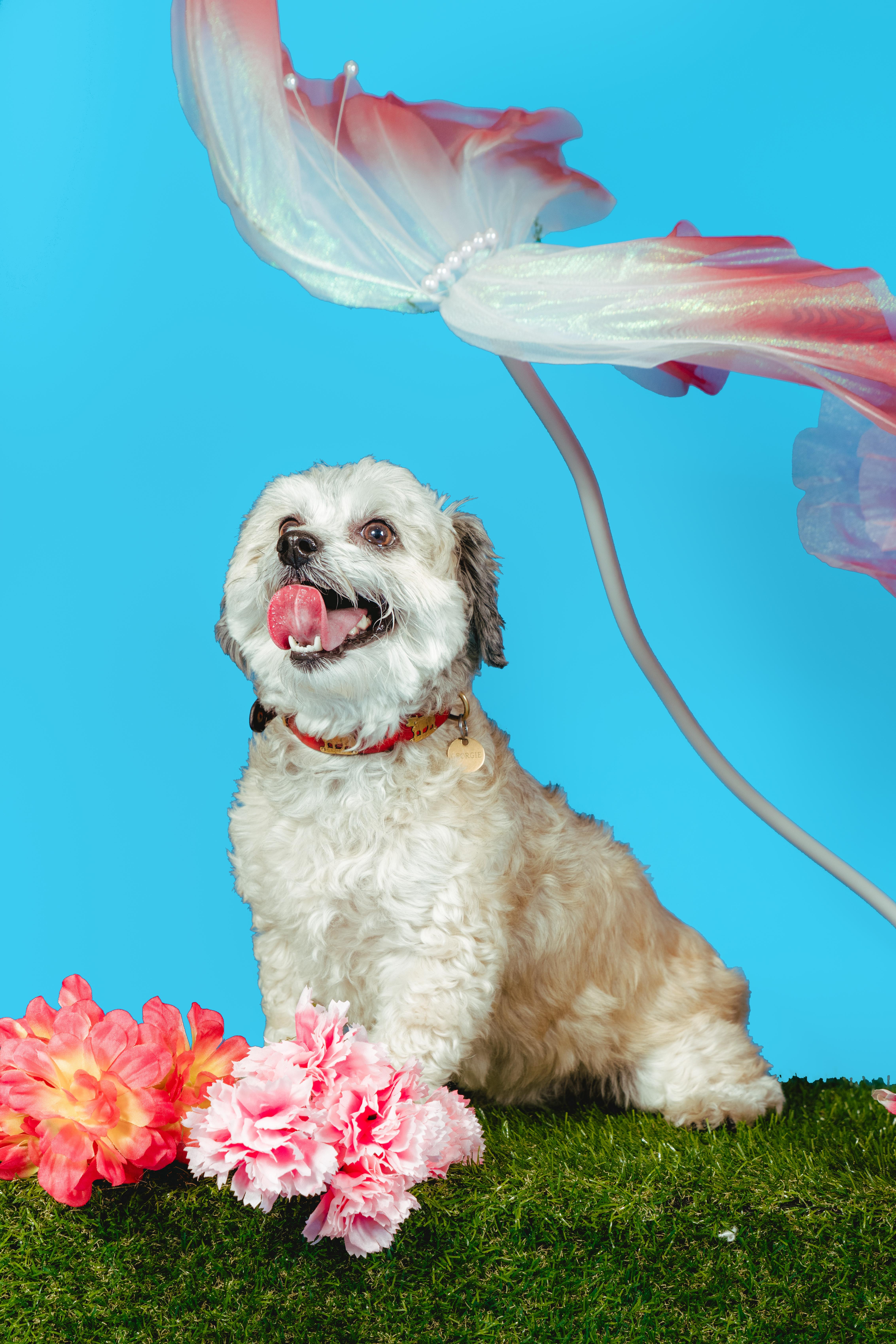 Hugo, an adoptable Maltese in West Hollywood, CA image 5/5