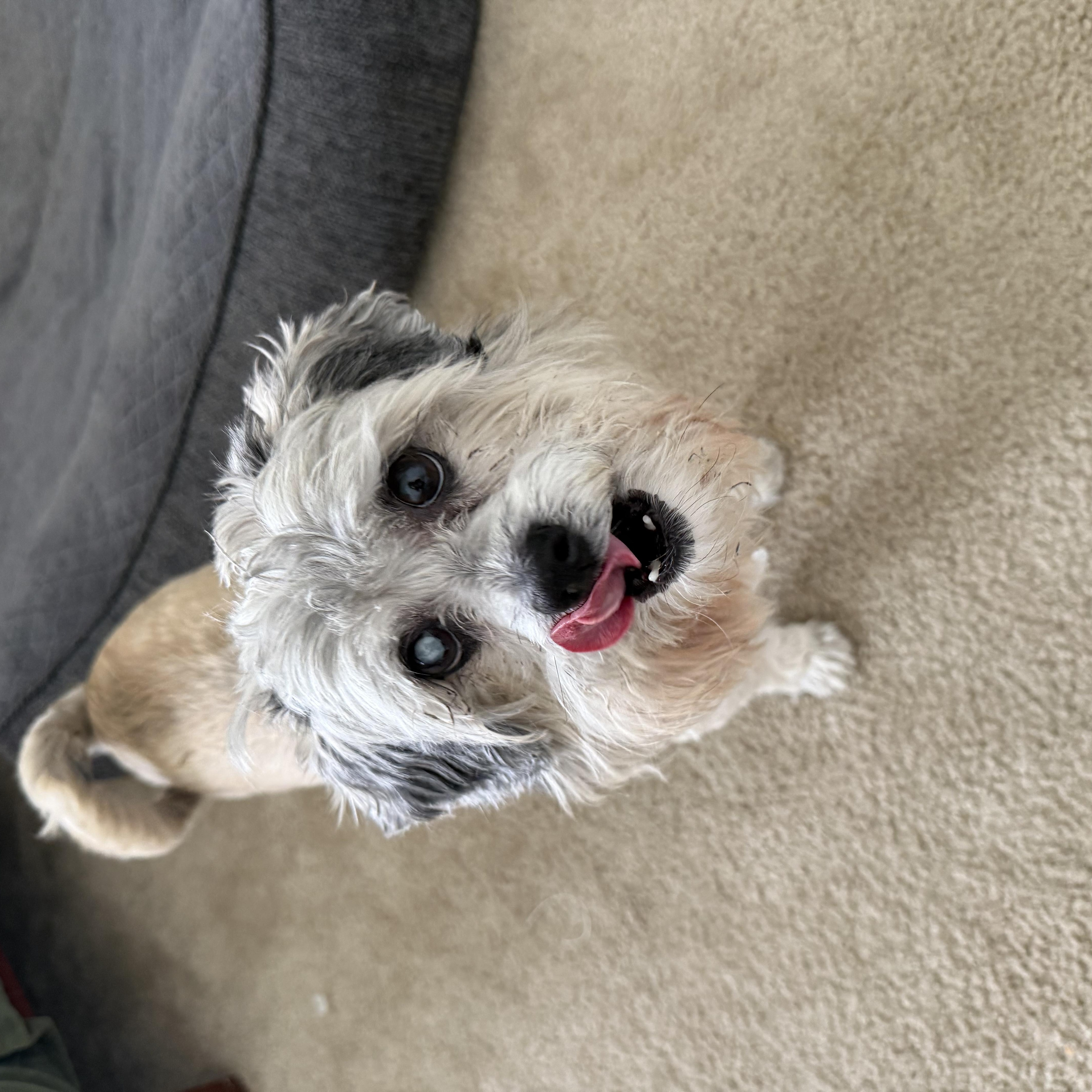 Hugo, an adoptable Maltese in West Hollywood, CA image 2/4