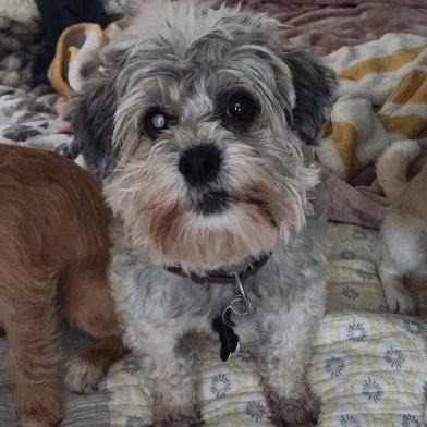 Enlarge Hugo, a ADOPTABLE Maltese in West Hollywood, CA image 1/4