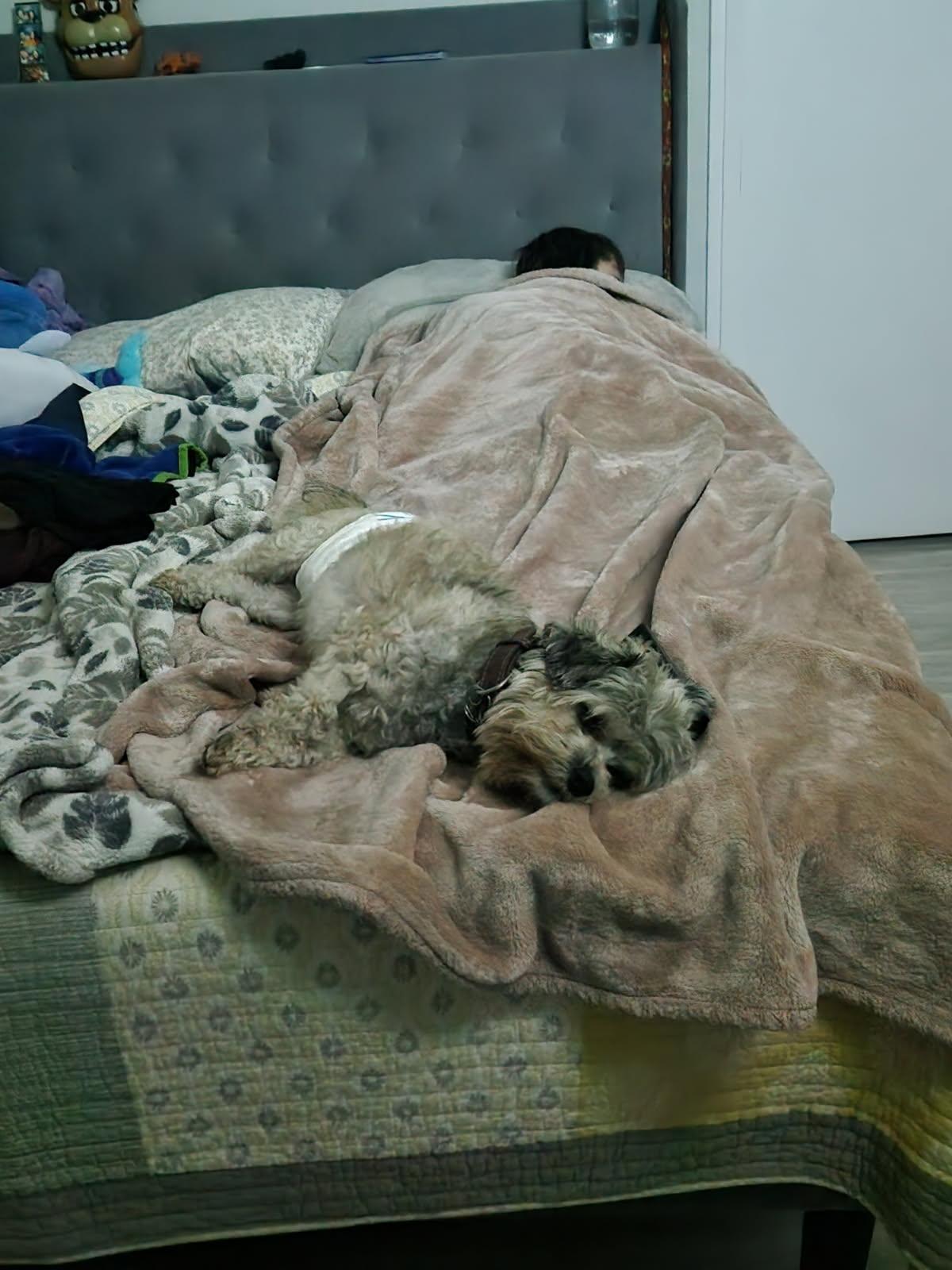 Enlarge Hugo, a ADOPTABLE Maltese in West Hollywood, CA image 2/4