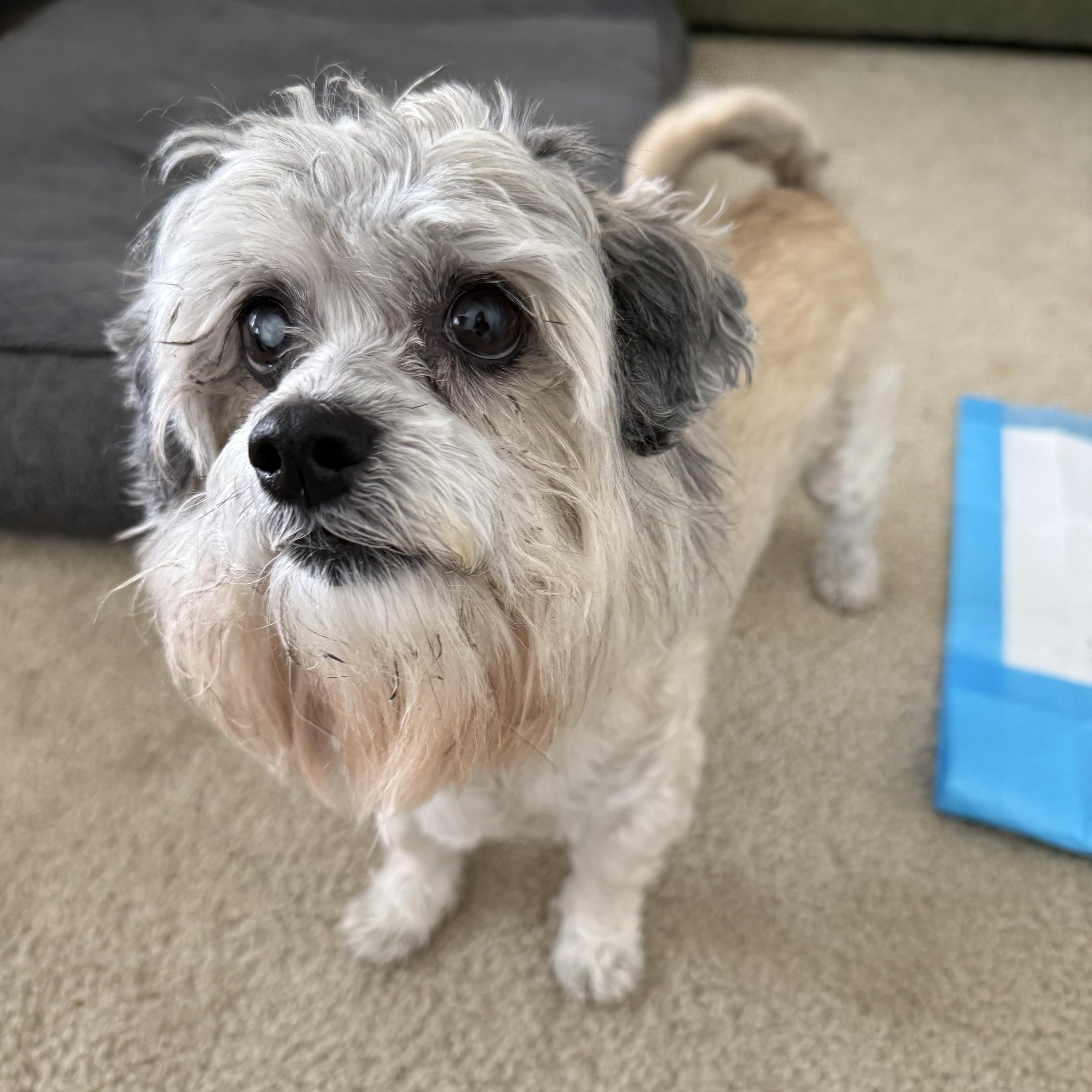 Hugo, an adoptable Maltese in West Hollywood, CA image 3/4