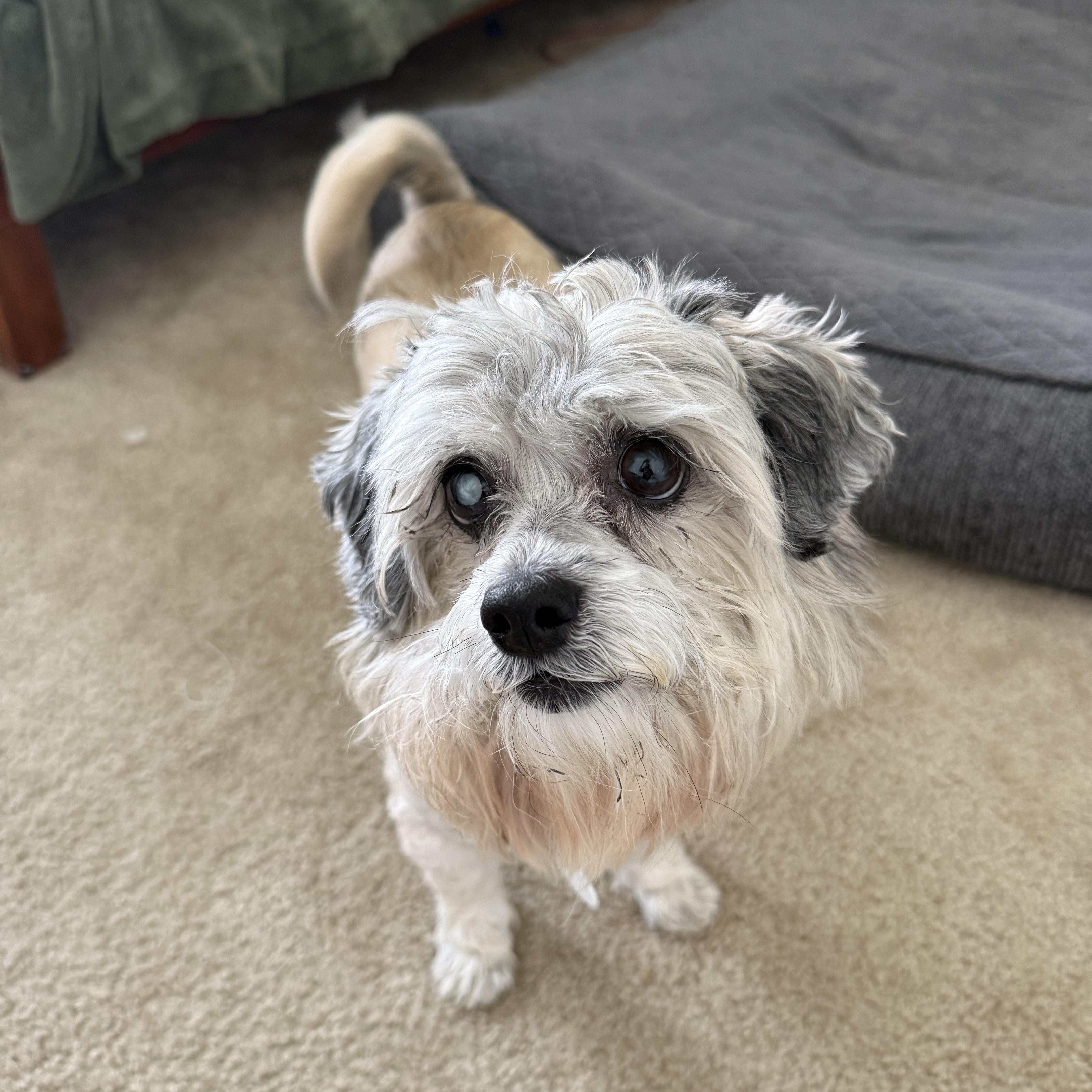 Hugo, an adoptable Maltese in West Hollywood, CA image 4/4