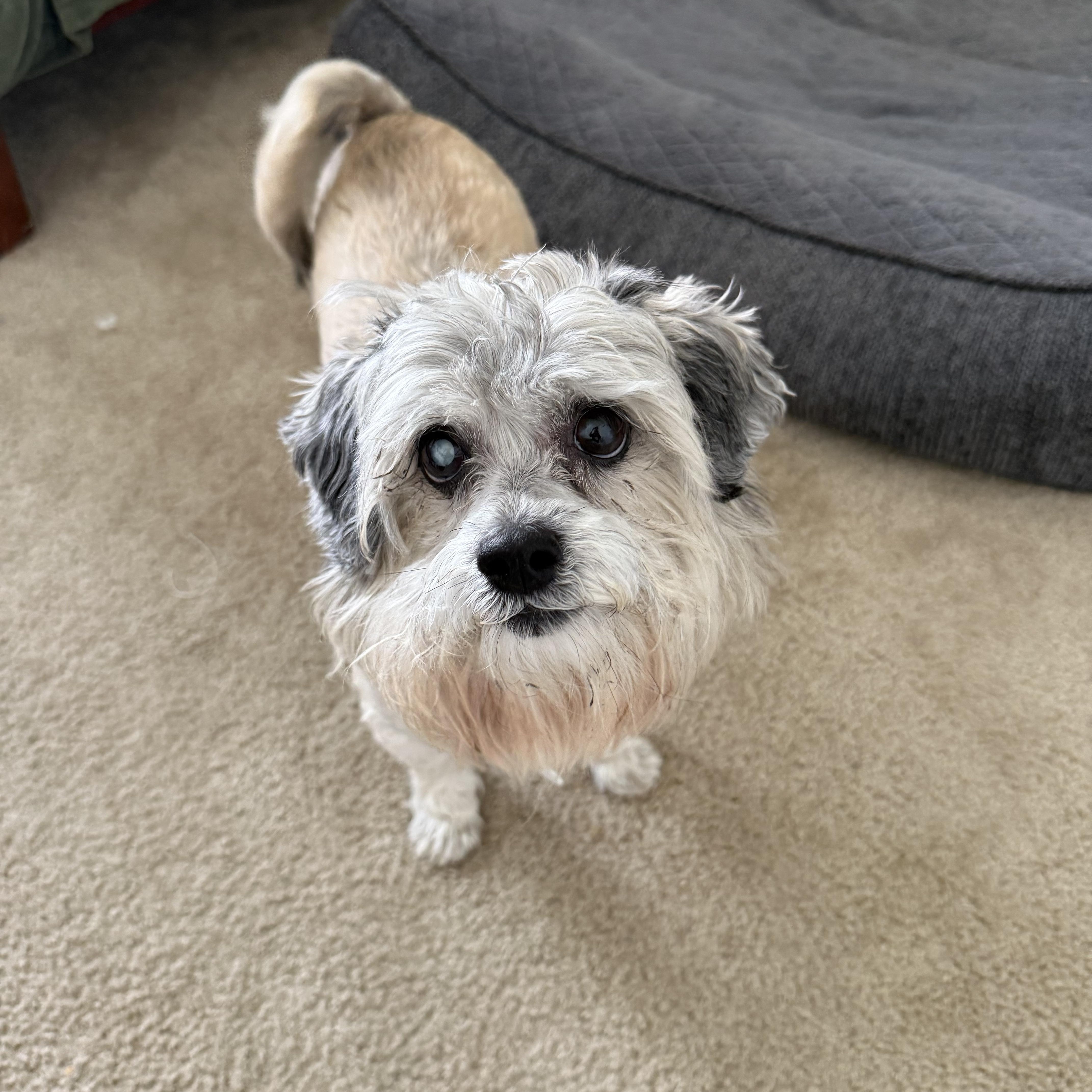 Hugo, adoptable, Adult Male Maltese.