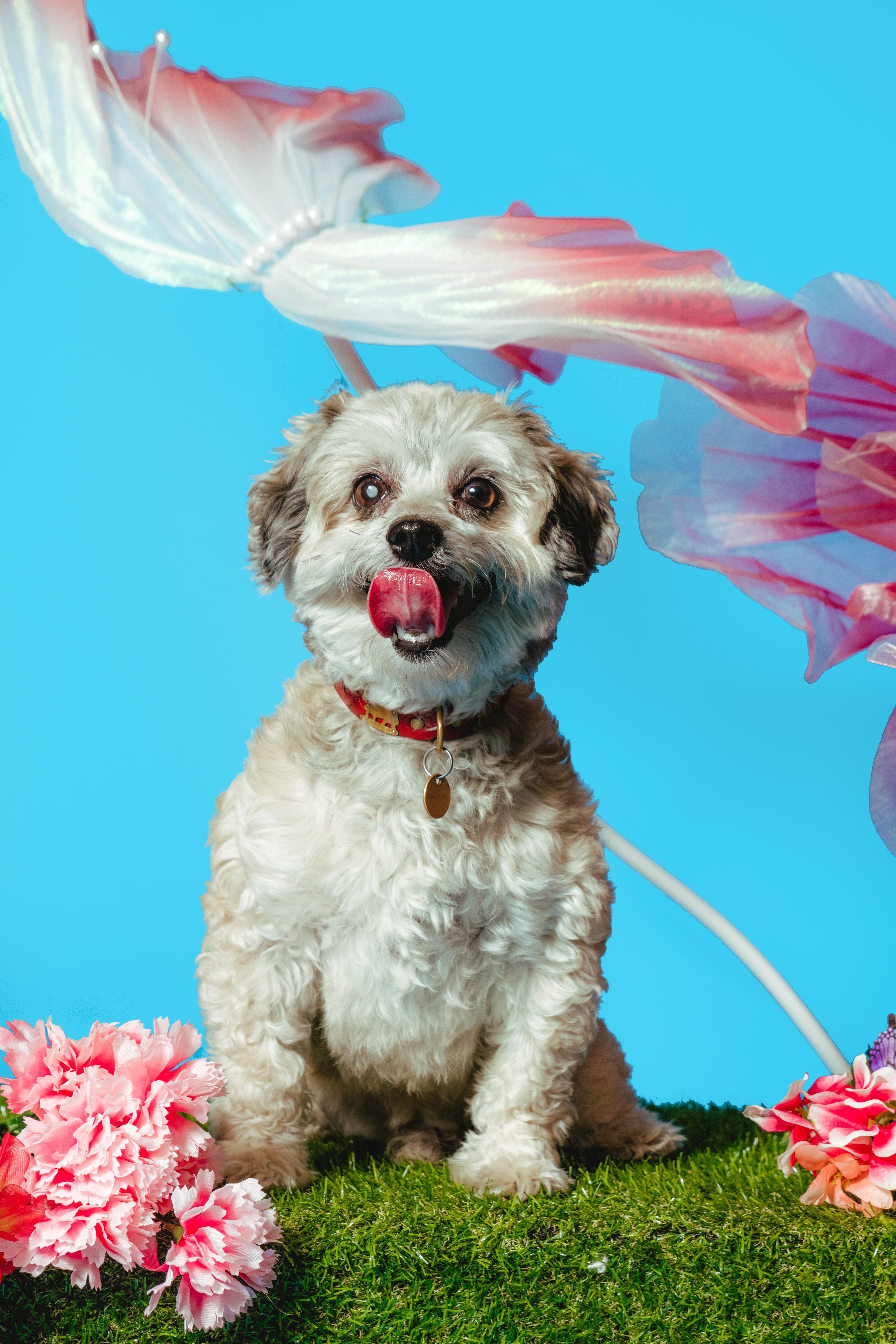Hugo, an adoptable Maltese in West Hollywood, CA image 2/5