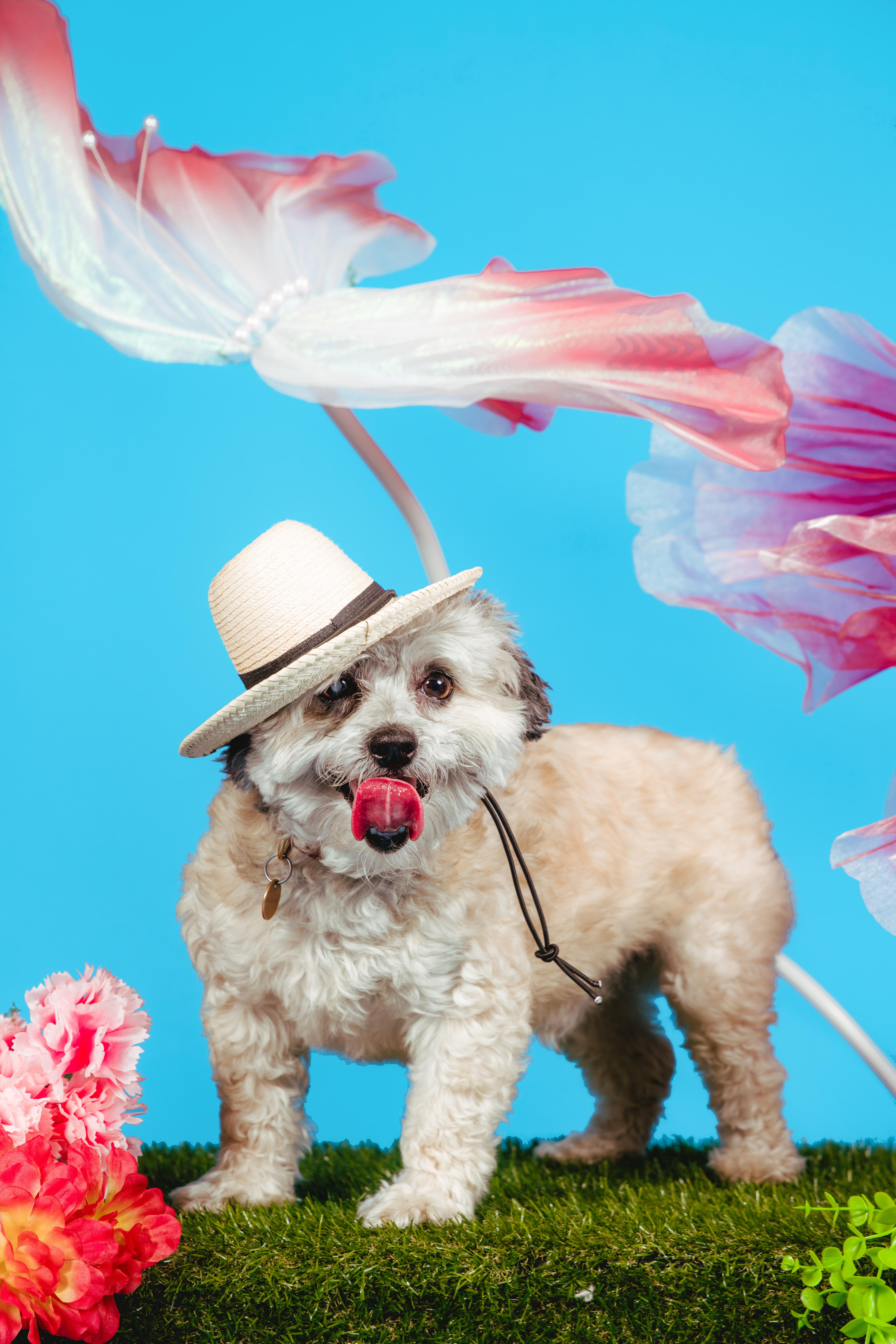 Hugo, an adoptable Maltese in West Hollywood, CA image 1/5