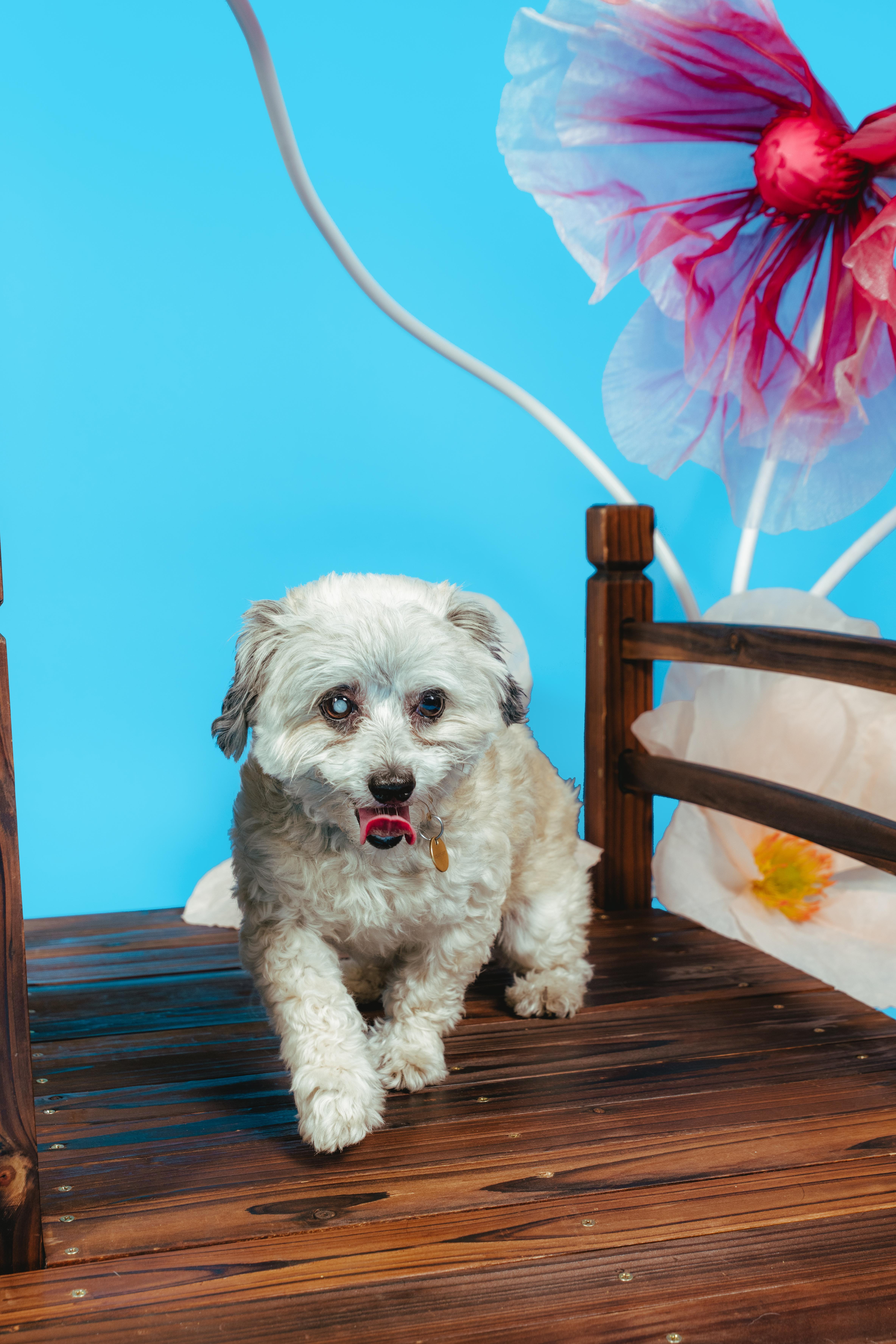 Hugo, an adoptable Maltese in West Hollywood, CA image 4/5