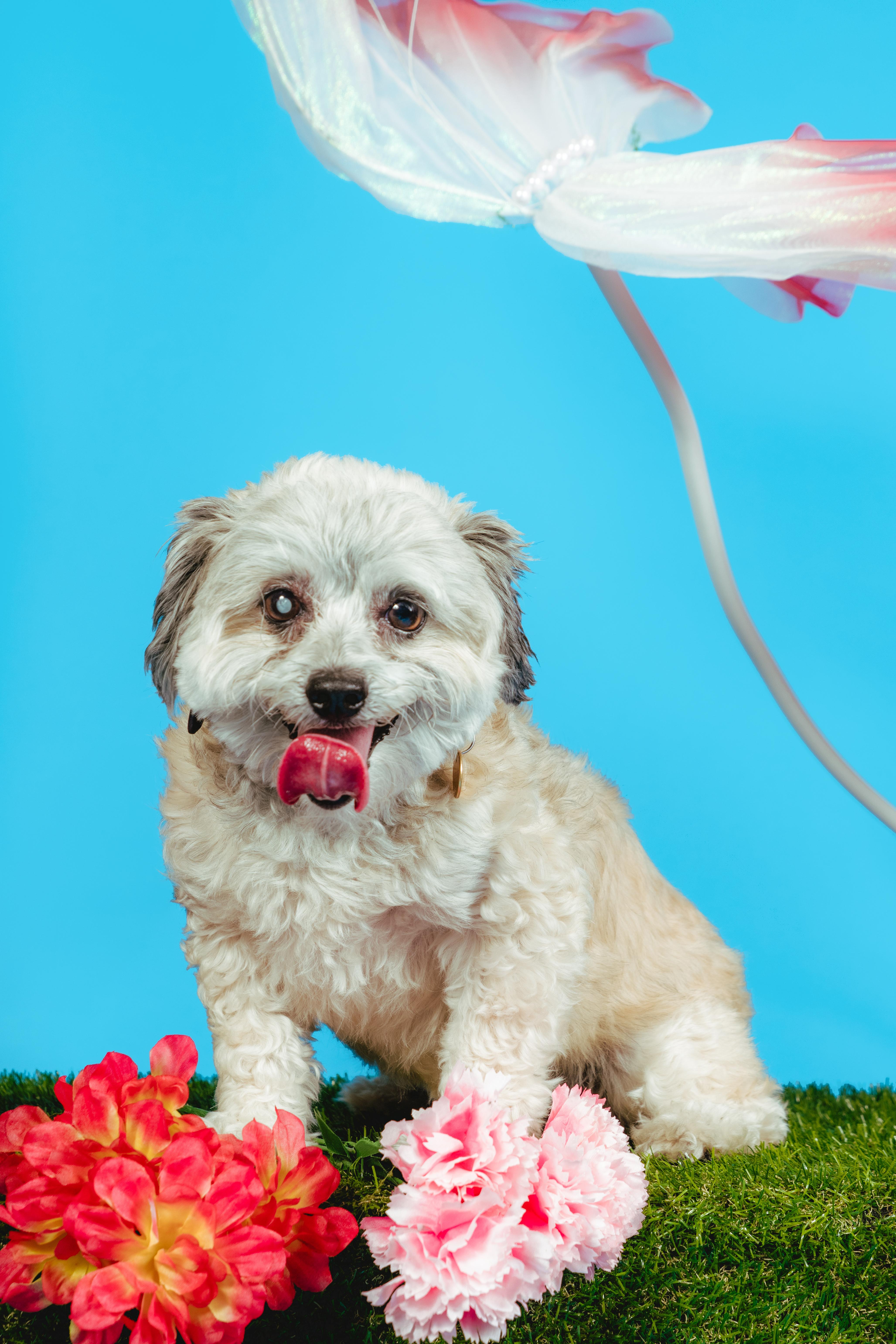 Hugo, an adoptable Maltese in West Hollywood, CA image 3/5
