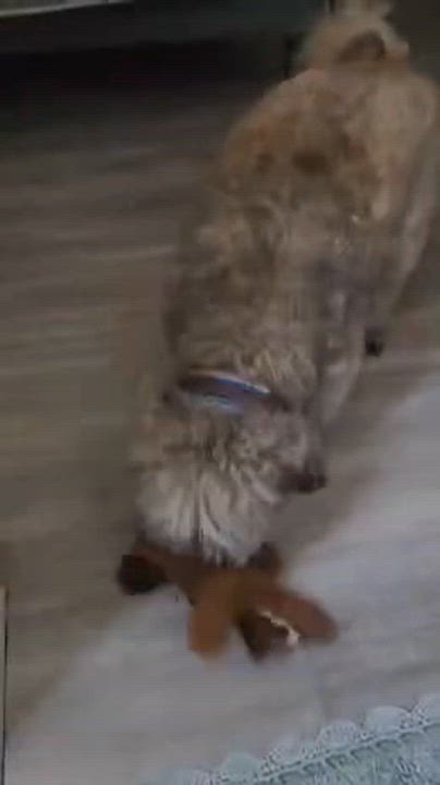 Enlarge Hugo, a ADOPTABLE Maltese in West Hollywood, CA video 4/4