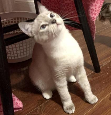 Enlarge Jagger, a Adoptable Siamese in Columbia, SC image 2/4