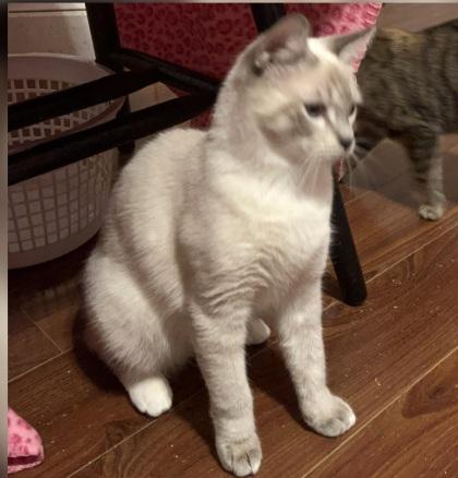 Enlarge Jagger, a Adoptable Siamese in Columbia, SC image 3/4