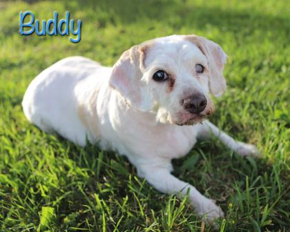 Buddy, Adoptable, Senior Male Cocker Spaniel & Mixed Breed.