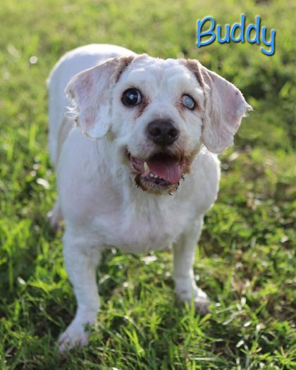 Buddy, a Adoptable mixed breed in Parma, OH image 2/3