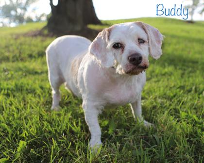 Buddy, a Adoptable mixed breed in Parma, OH image 3/3