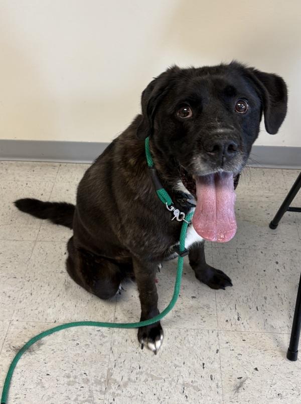 Enlarge Wyatt, a Adoptable mixed breed in Salt Lake City, UT image 1/2