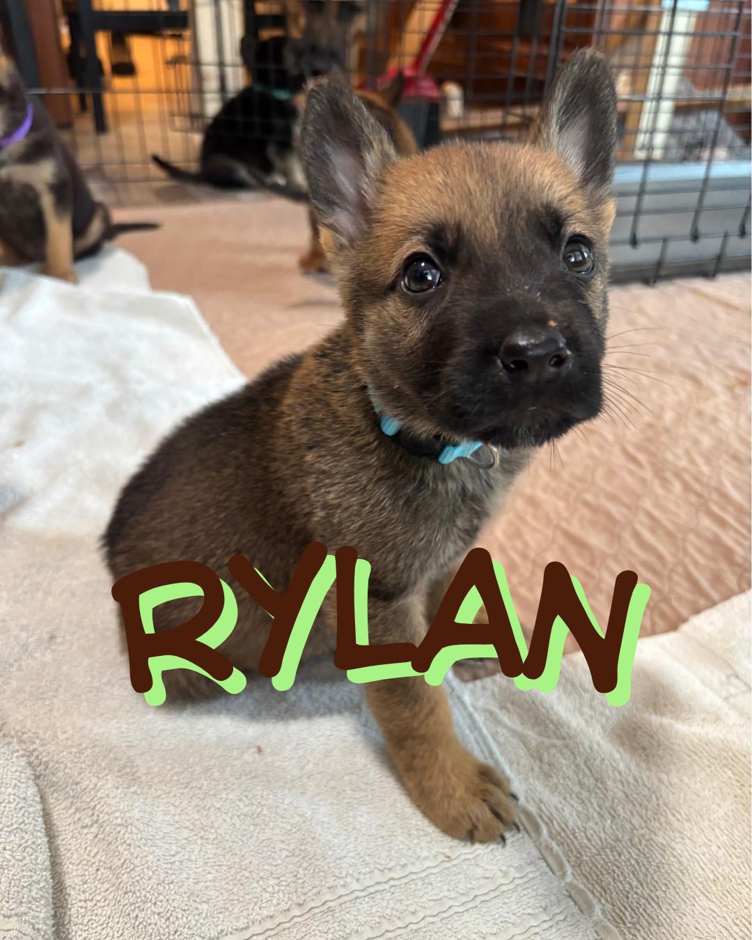 Rylan photo