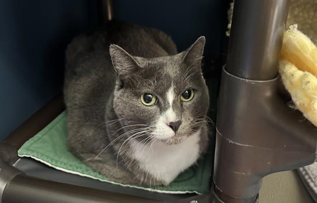 GRETEL, Adoptable, Adult Female Domestic Short Hair.