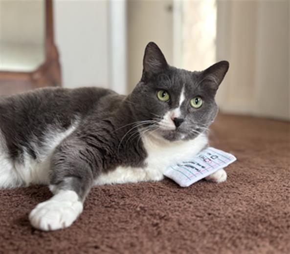 Enlarge GRETEL, a Adoptable Domestic Short Hair in Palo Alto, CA image 1/1