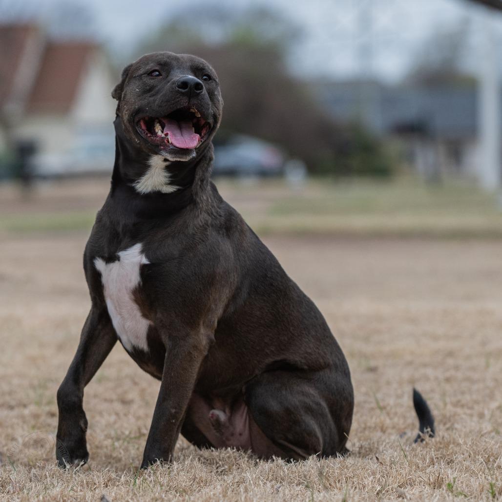 Ezra, Adoptable, Adult Male Pit Bull Terrier & Labrador Retriever.