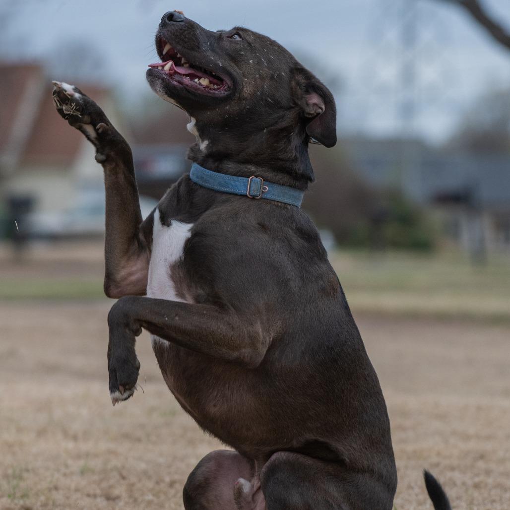 Enlarge Ezra, a Adoptable mixed breed in Bartlett, TN image 1/6