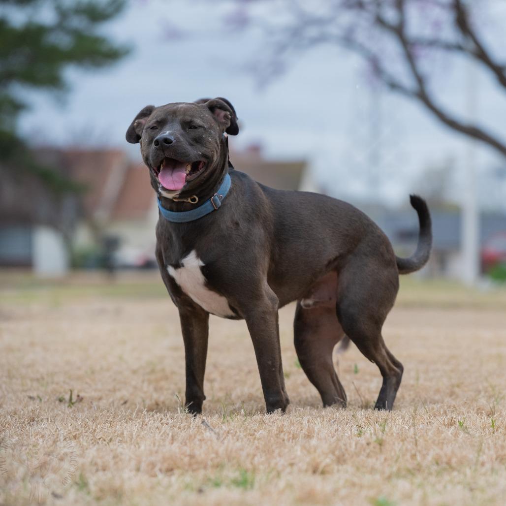 Ezra, Adoptable, Adult Male Pit Bull Terrier & Labrador Retriever.