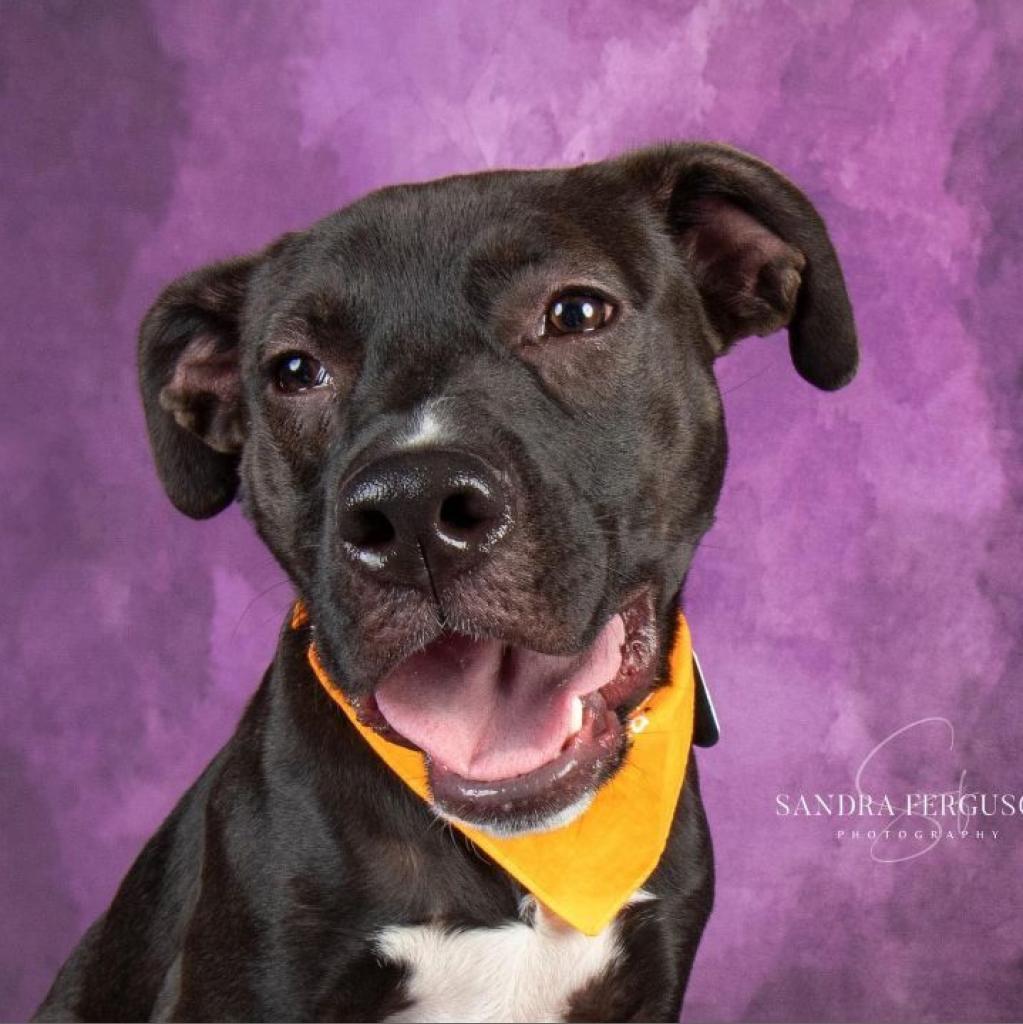Ezra, Adoptable, Adult Male Pit Bull Terrier & Labrador Retriever.