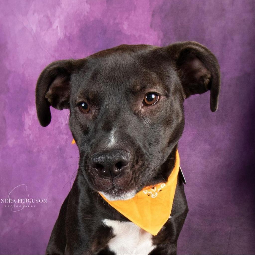 Enlarge Ezra, a Adoptable mixed breed in Bartlett, TN image 3/6