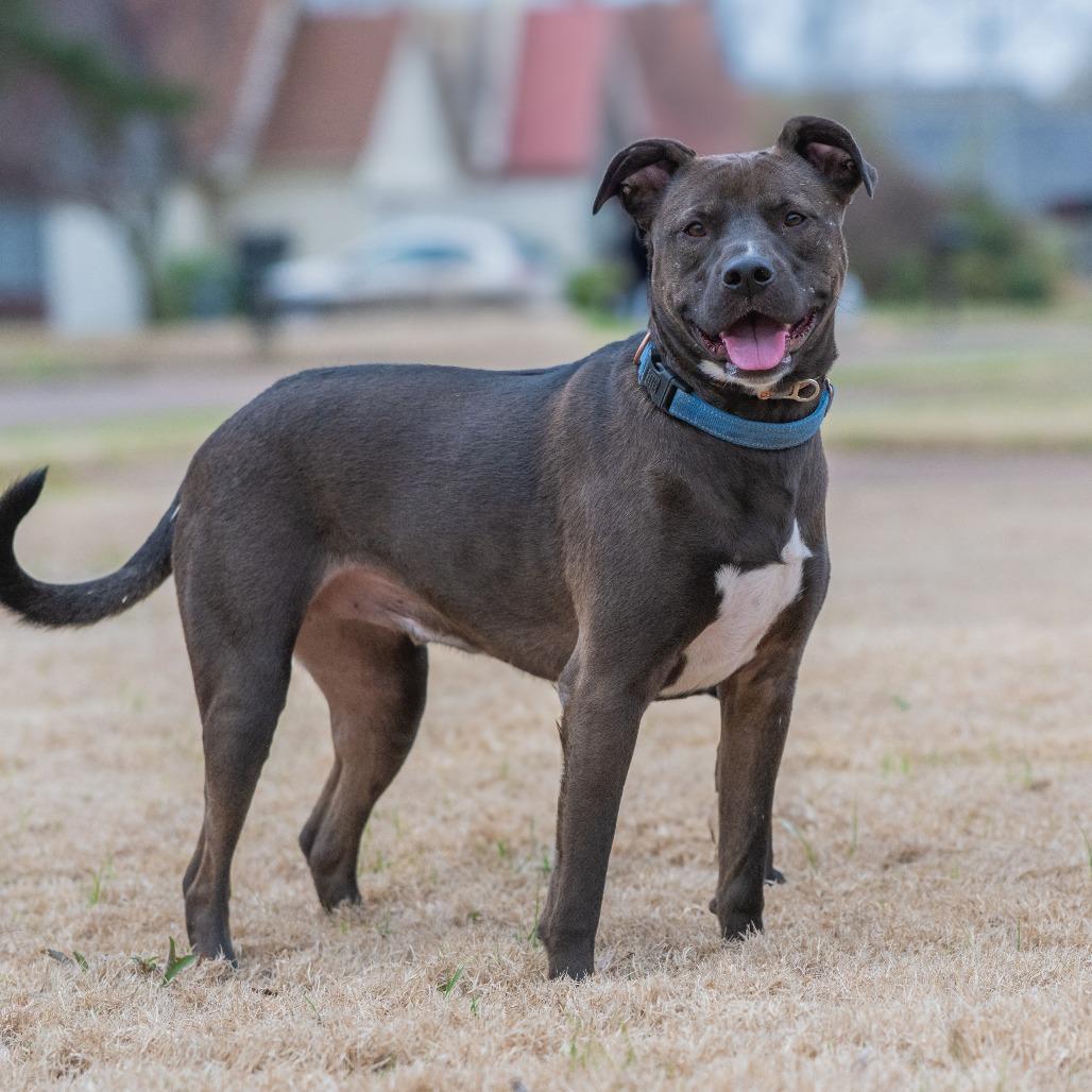 Enlarge Ezra, a Adoptable mixed breed in Bartlett, TN image 4/6