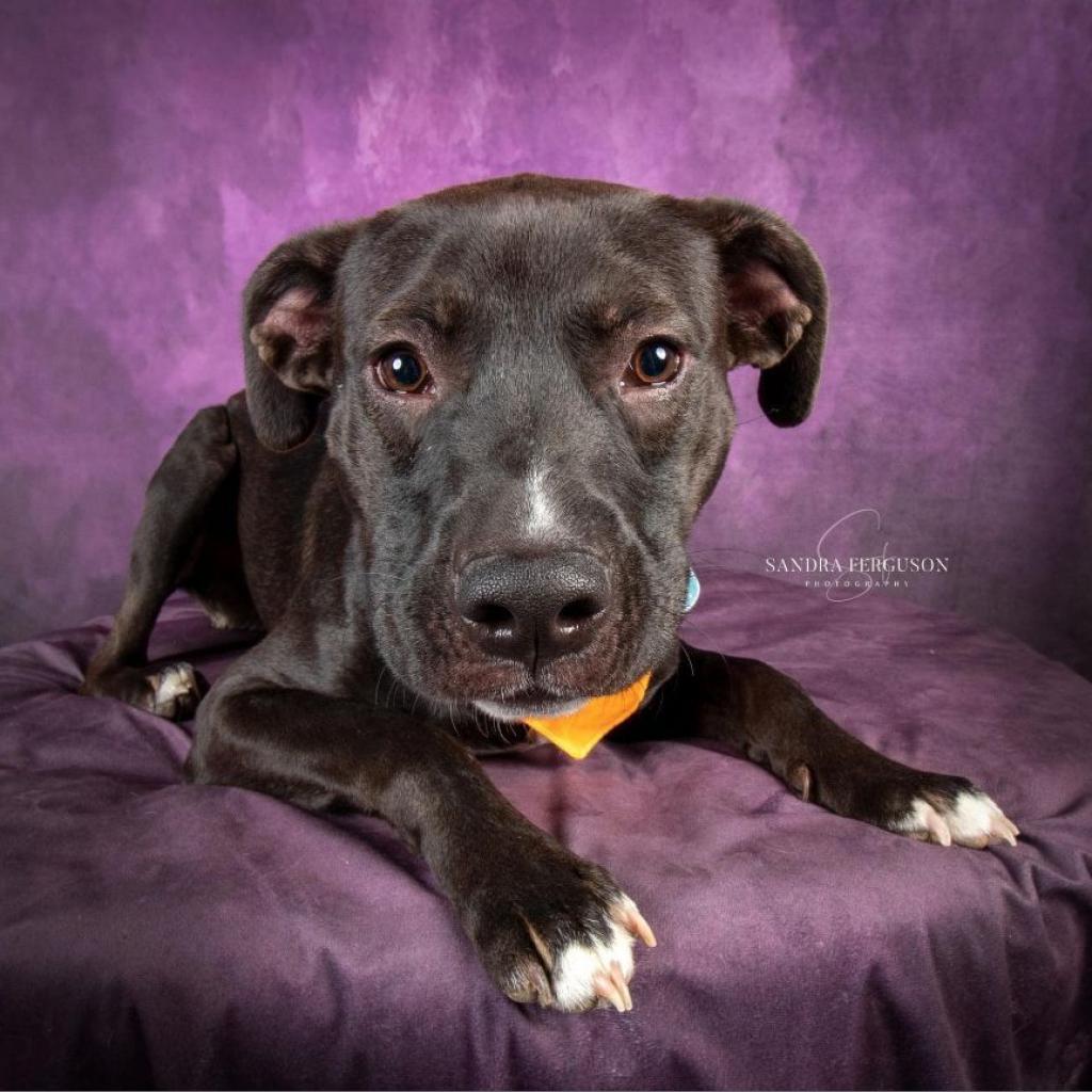 Enlarge Ezra, a Adoptable mixed breed in Bartlett, TN image 5/6