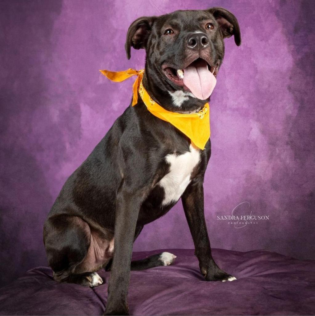 Enlarge Ezra, a Adoptable mixed breed in Bartlett, TN image 6/6