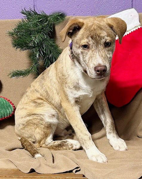 Enlarge **LUKE**, a Adoptable Shepherd in North Prairie, WI image 1/2