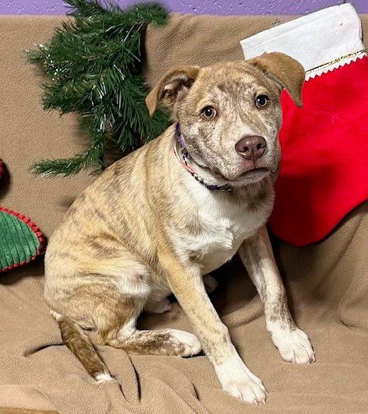 Enlarge **LUKE**, a Adoptable Shepherd in North Prairie, WI image 2/2