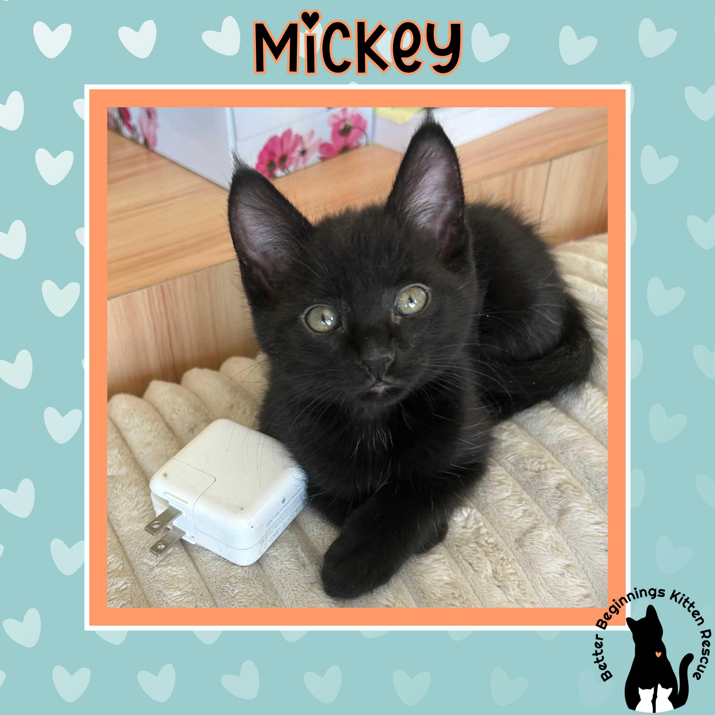 Mickey, a Adoptable mixed breed in Kamloops, BC image 2/6