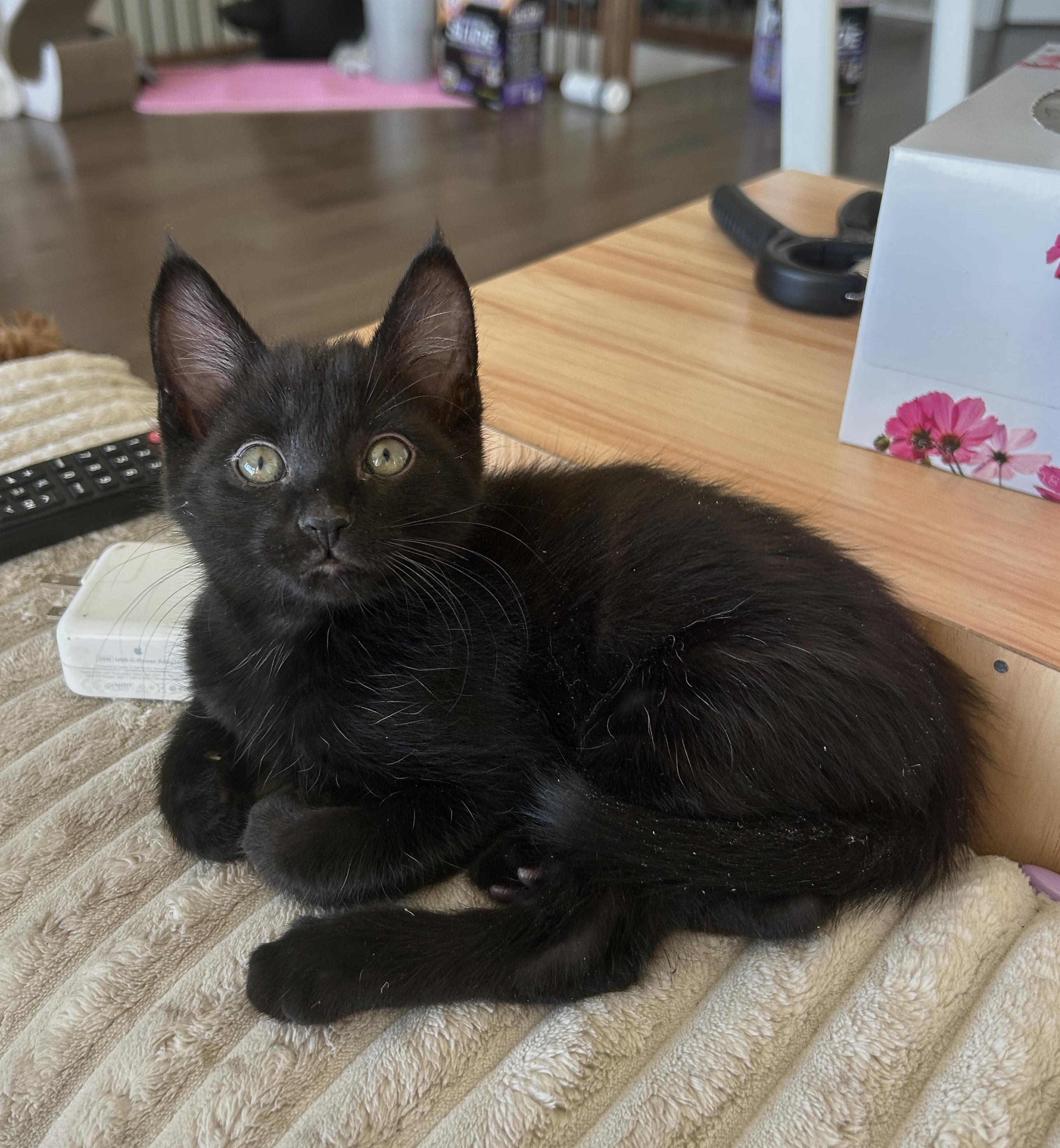 Mickey, a Adoptable mixed breed in Kamloops, BC image 5/6