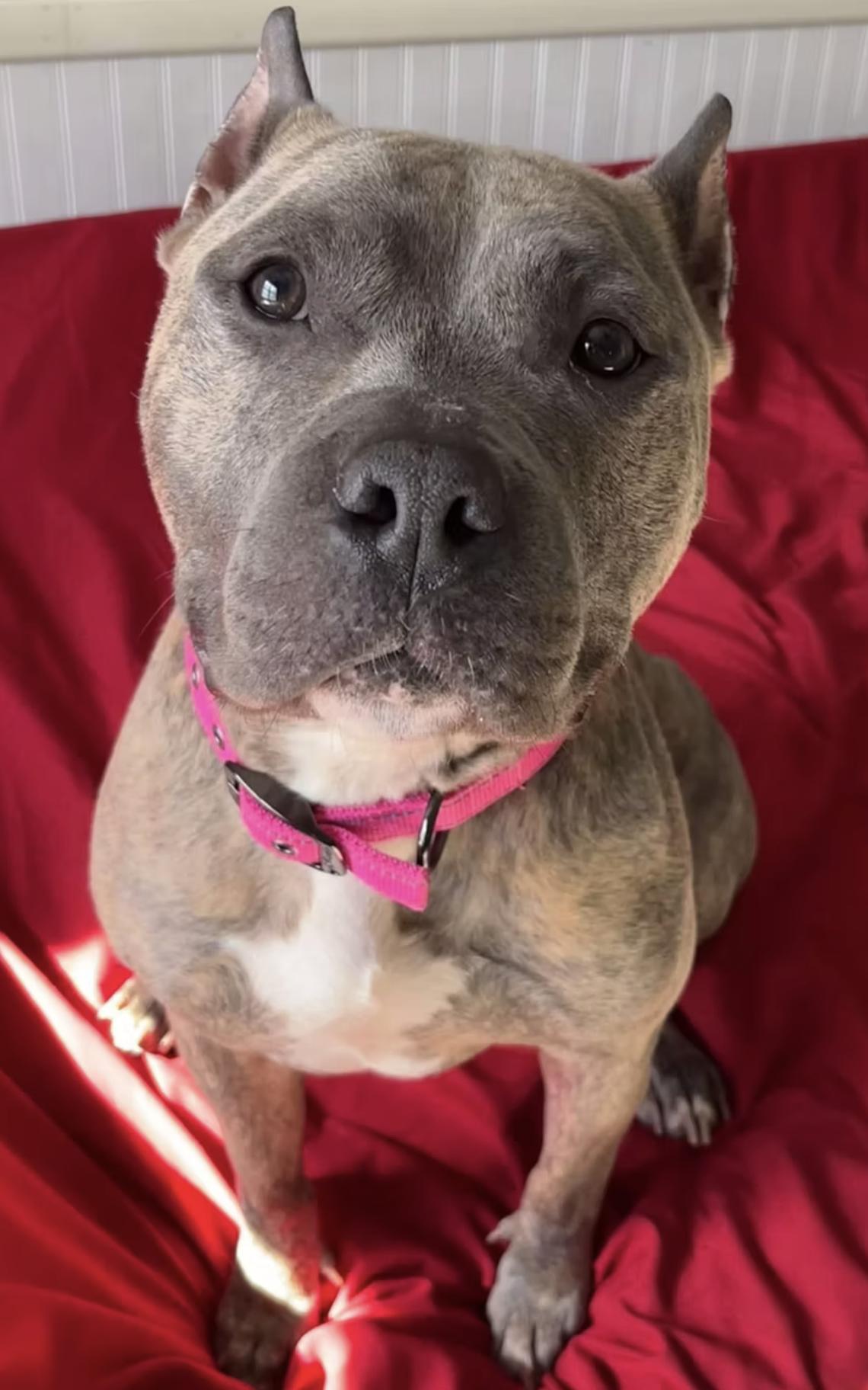 Enlarge Ananke, a Adopted Pit Bull Terrier in Kansas City, MO image 1/1